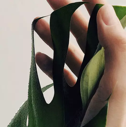 Gesundheit & Immunsystem